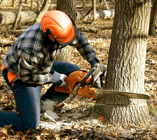 Tree Removal in Tillatoba, MS